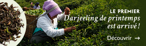 1er Darjeeling de printemps