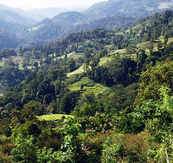 Le thé du Népal et ses particularités