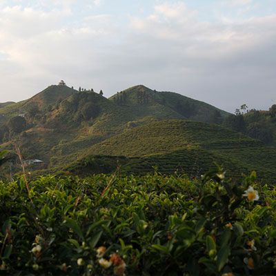 close up to tea leaves