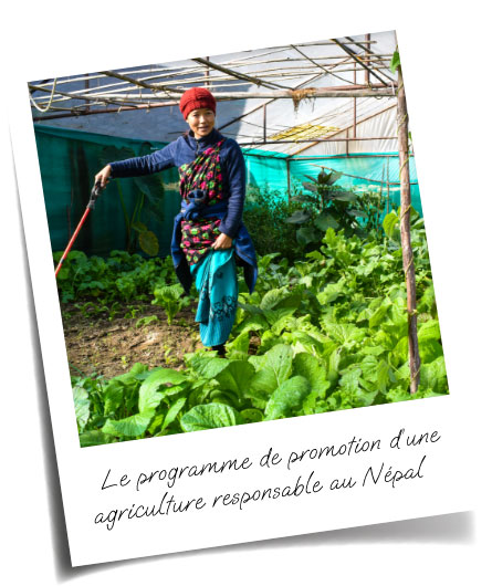 Le programme de promotion d'une agriculture responsable au Népal